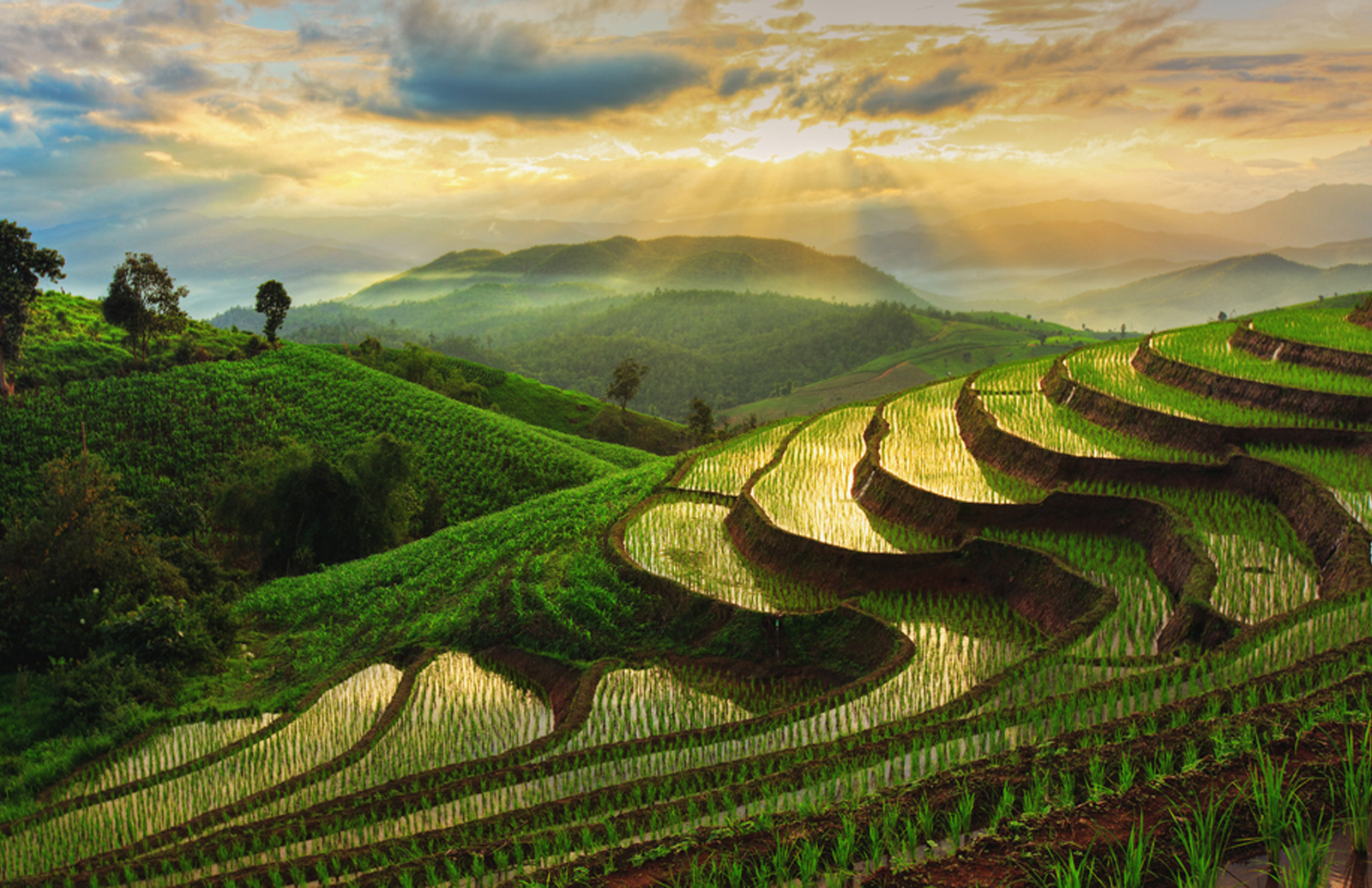 Rice field - Kanpai - Japan in a glass